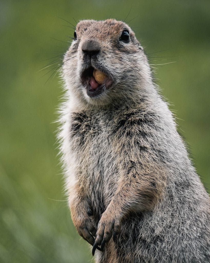 Groundhog standing upright with its mouth wide open
